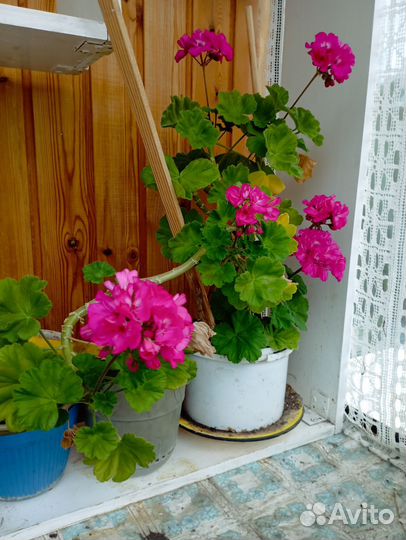 Пеларгония герань