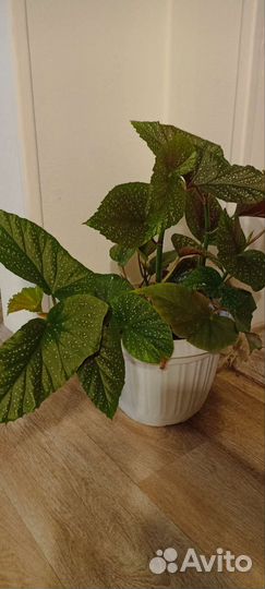 Бегония королевская