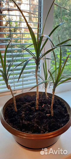 Драцена Маргината