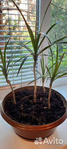 Драцена Маргината