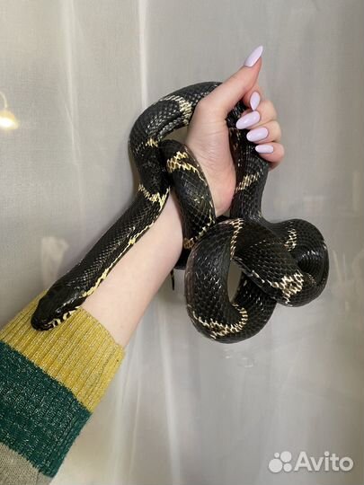 Амурский полоз, змея