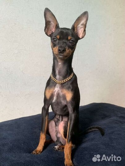 Вязка той-терьер