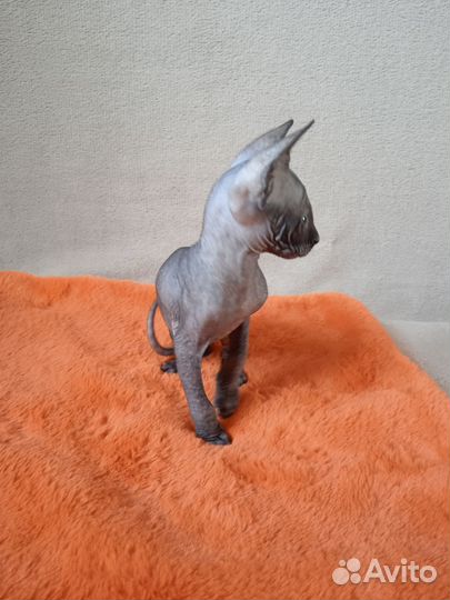 Канадский сфинкс котята