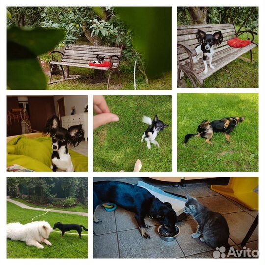 Передержка собак и мелких животных