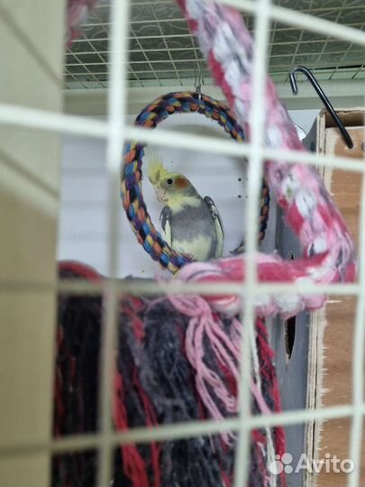 Попугай корелла птенец