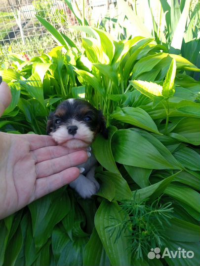 Девочка Кавалер Кинг Чарльза Спаниель