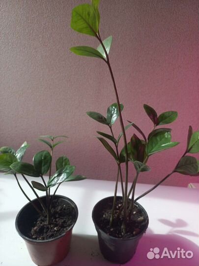 Замиокулькас