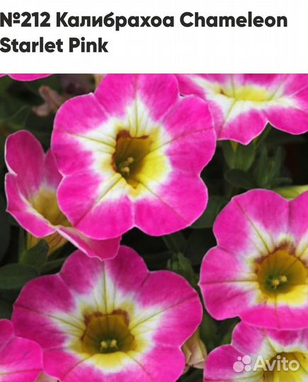 Калибрахоа 2