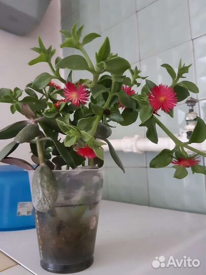 Домашние цветы