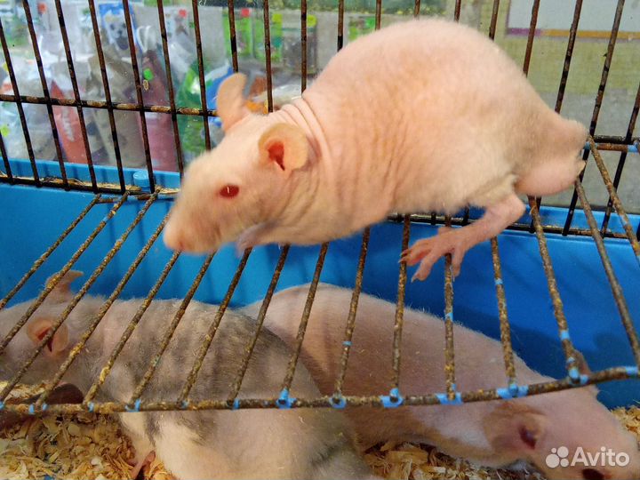 Крыса сфинкс