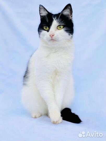 Кошечка в добрые руки