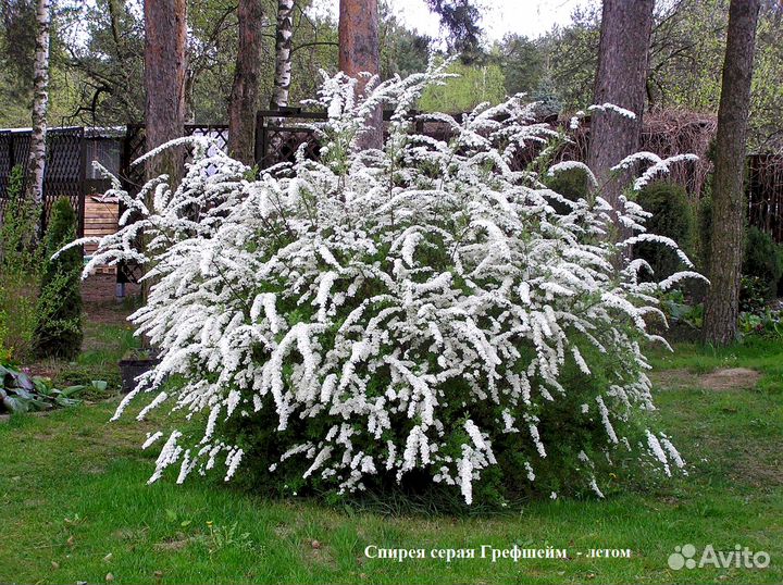 Спирея в ассортименте