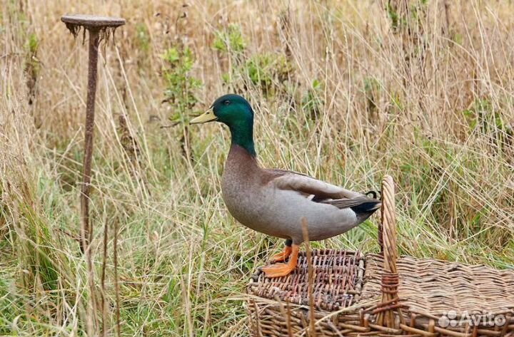 Подсадные утки селезень