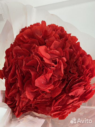 Гортензии сухоцветы