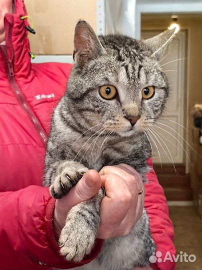 Кот Елисей в добрые руки