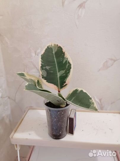 Фикус Тинеке,Руби,Робуста, Мелани