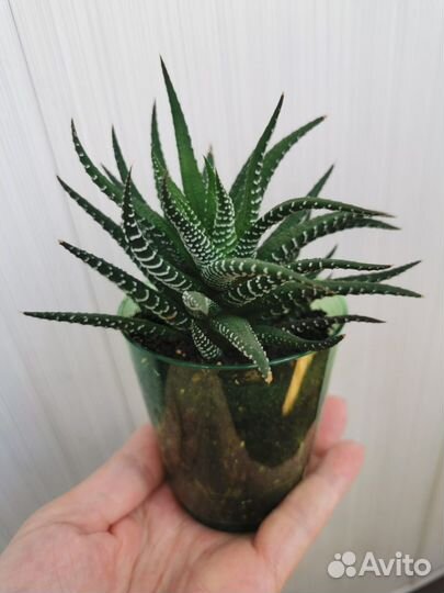 Хавортия полосатая