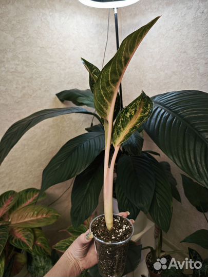 Аглаонема чатра монгол
