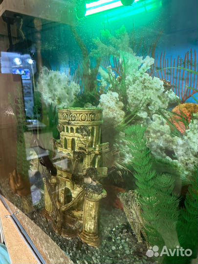 Аквариум