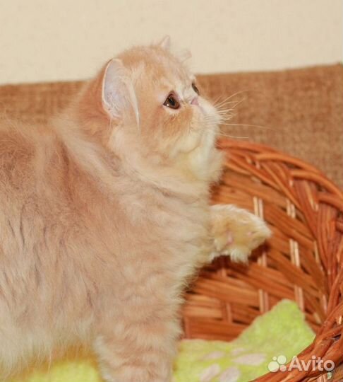 Персидский кот