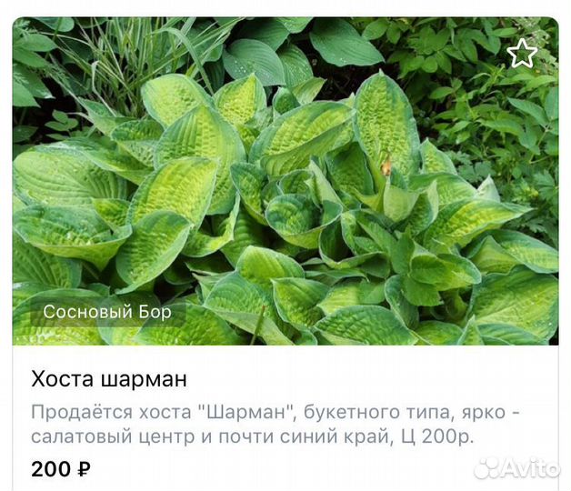 Хосты 12сортов
