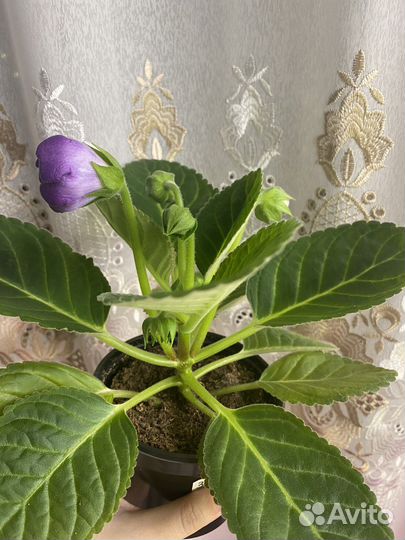 Глоксиния махровая зацветающая