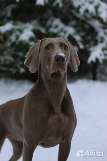 Собака для фотосессии