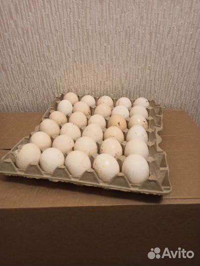 Яйцо куриное