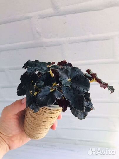 Бегония Black Mamba