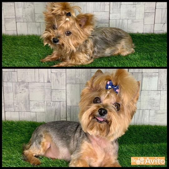 Стрижка собак и кошек