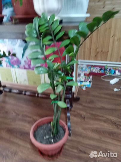 Цветы замиокулькус доллоровое дерево