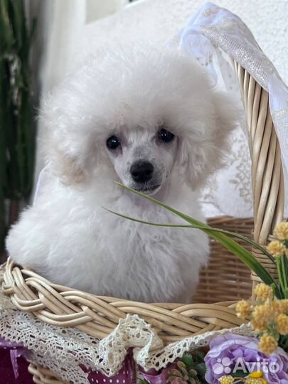 Щенки той пудель с документами