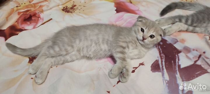 Шотландская вислоухая кошка