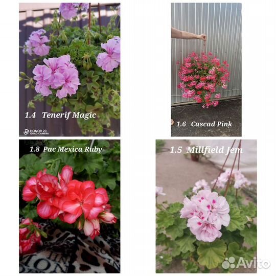 Герань (пеларгония) плющелистная ампельная