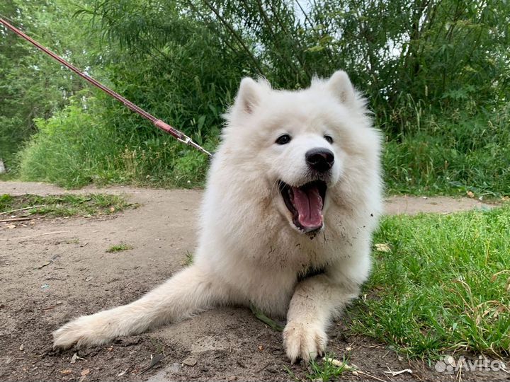 Выгул собак,передержка