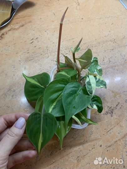 Филодендрон сканденс бразил черенки