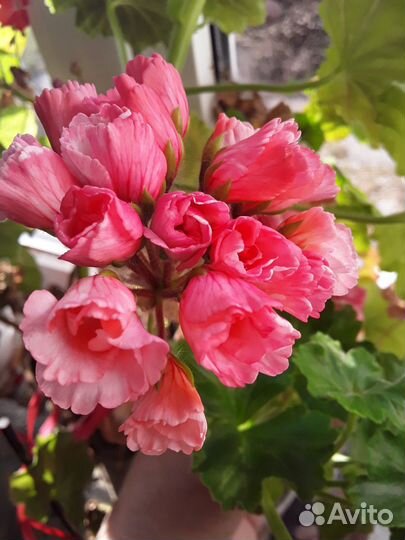 Пеларгонии махровые, розебудные. Герань