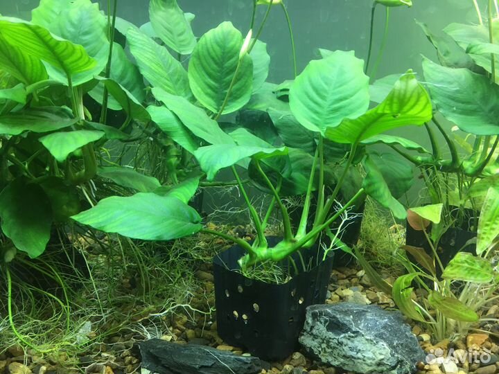 Аквариумные растения
