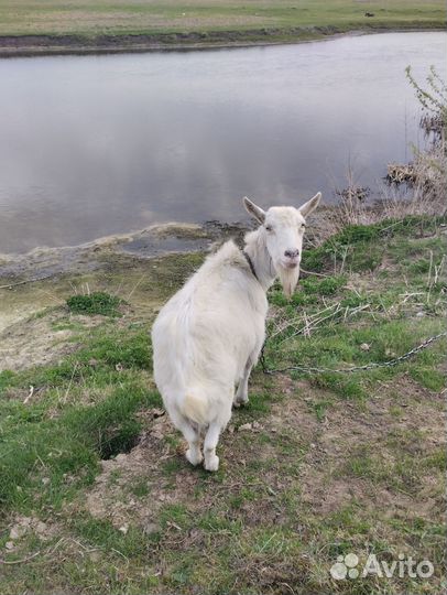 Коза дойная