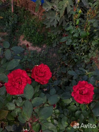 Розы разных сортов