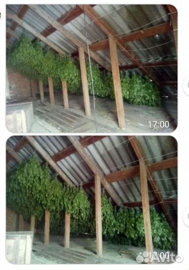 Дубовые веники для бани