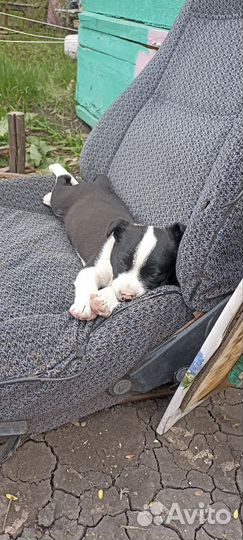 Щенки девочки в добрые руки