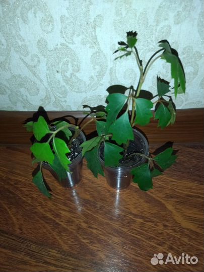 Циссус,вьюн