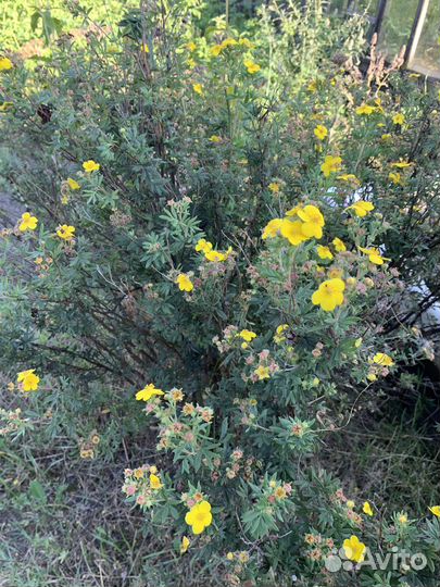 Лапчатка желтая кустарниковая