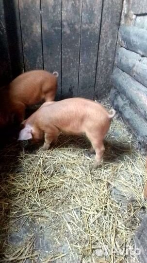 Поросята дюрок