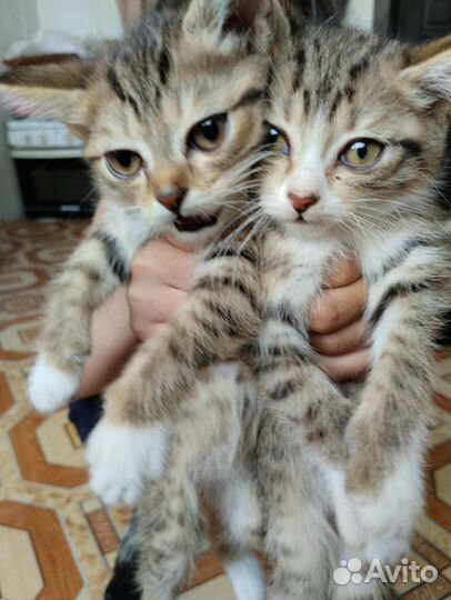Отдам котят
