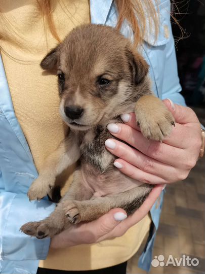 Собака Щенок