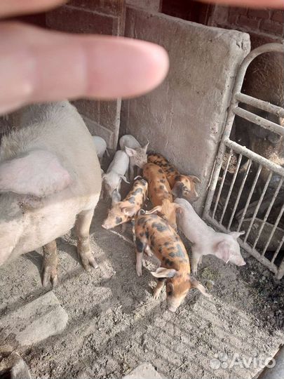 Поросята ландрас+дюрок