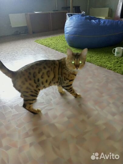 Бенгальская кошка