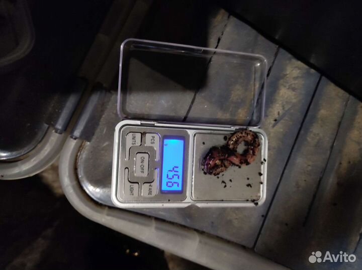 Червь дендробена